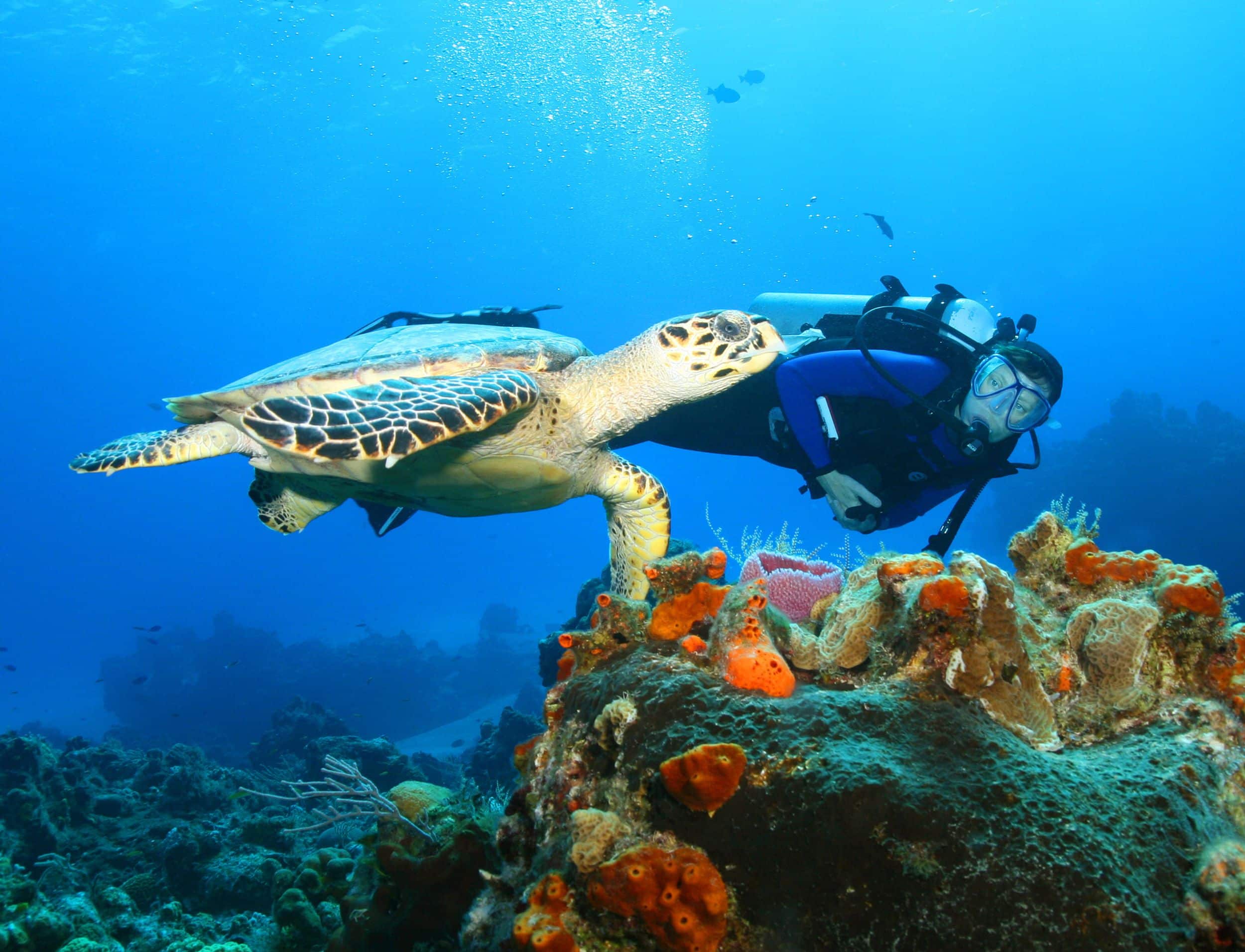 under water excursion scuba diving trip