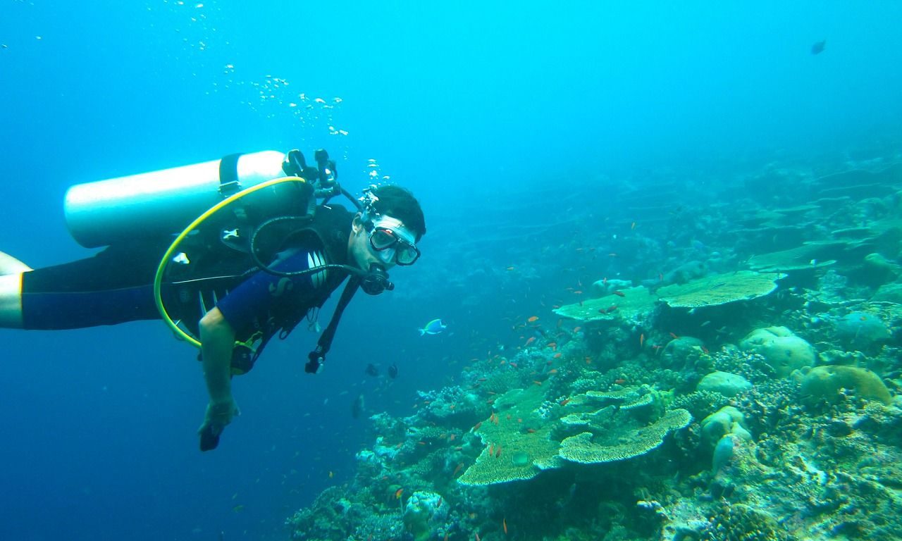 diving, maldives, sea
